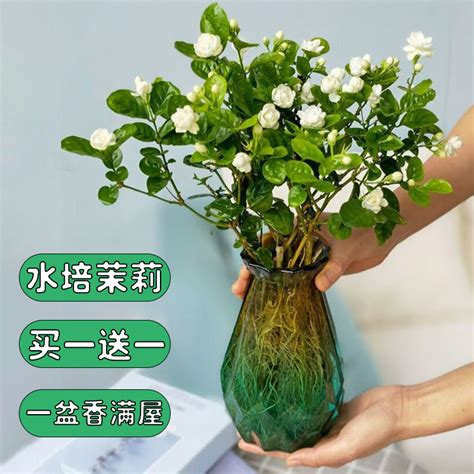 茉莉花水